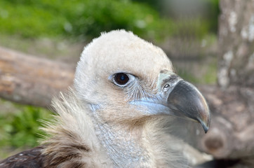 Predatory head of a black vulture close-up