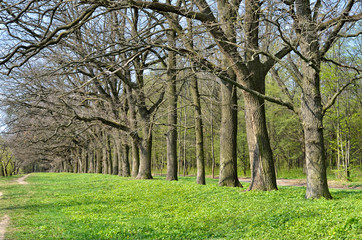 Alley of old oaks in early spring in the forest
