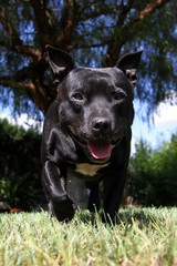 stafordshire bull terrier