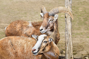 A pair of adult wild moufflons in the pasture