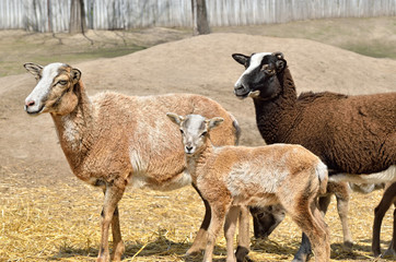 Fototapeta premium Adult wild female mouflon with her lamb.