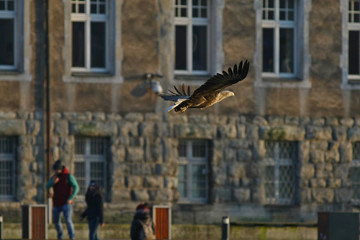 Orzeł Bielik w locie - najwspanialszy polski orzeł w całej swojej krasie © zmija5
