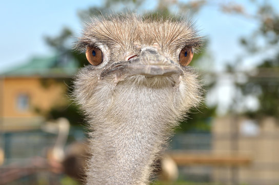 Portrait of a South American ostrich Nandu close-up