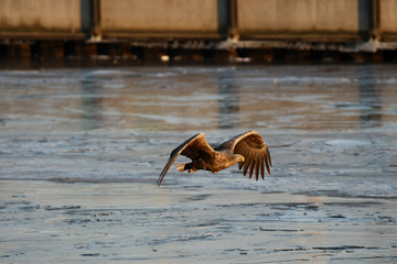 Orzeł Bielik w locie - najwspanialszy polski orzeł w całej swojej krasie © zmija5