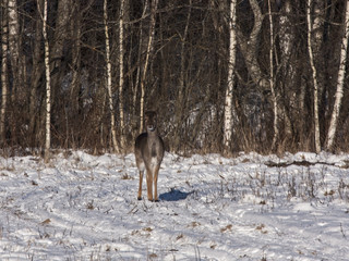 Fallow deer (Dama dama), female