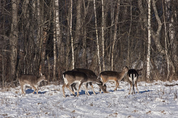 Flock of Fallow deer (Dama dama)