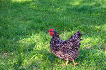 Die freilaufende Henne (Deutsche Sperber) auf dem Bauernhof im grünen Gras