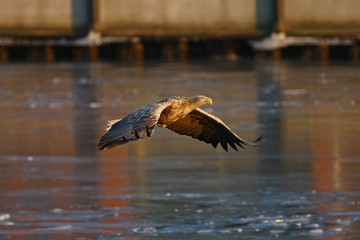 Orzeł Bielik w locie - najwspanialszy polski orzeł w całej swojej krasie © zmija5