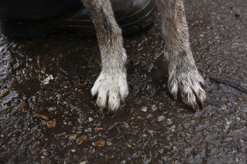 Wet dog's paws