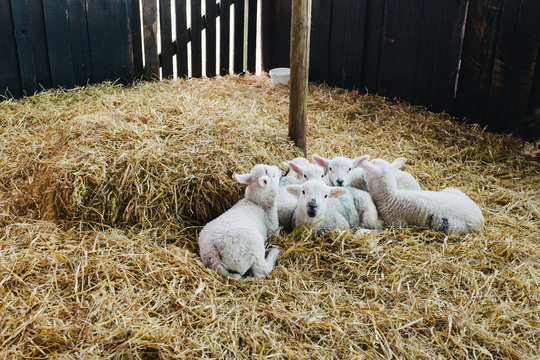Six Lambs
