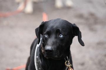 Black sleddog