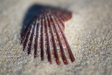 Sea Shell by the Seashore