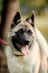 Dog american akita inu walk in the park.