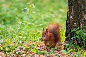A red squirrel stands near a tree with a nut.