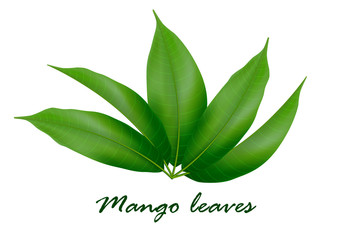 Mango leaves background for banner, celebration, holiday, packaging, poster. Vector.