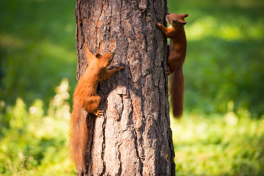 Two Red Squirrels Play On The Tree.