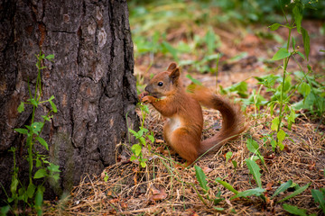 A red squirrel stands near a tree with a nut.