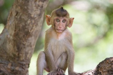 可愛いサル