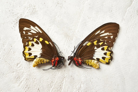 Exotic Butterfly Specimen