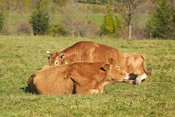 Cows resting in grass