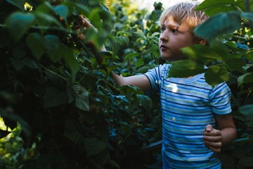 Blond boy looking for berries in the garden