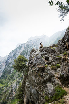 Mountain goat on the top of a rock overlooking the valley