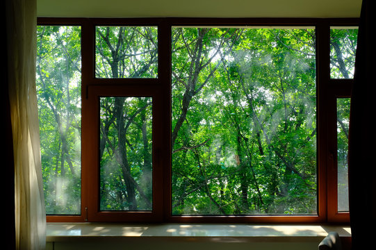 close-up of trees seen through window