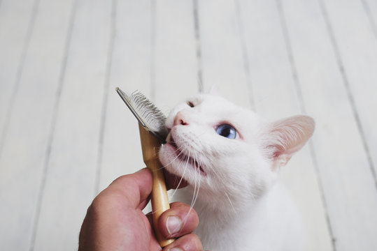 Brush-grooming a whit domestic cat