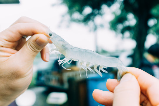 fresh shrimp on hand