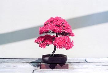 Colorful pink azalea bonsai tree in bloom