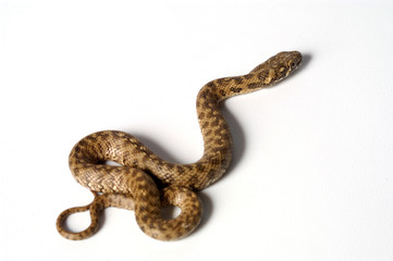 snake,
