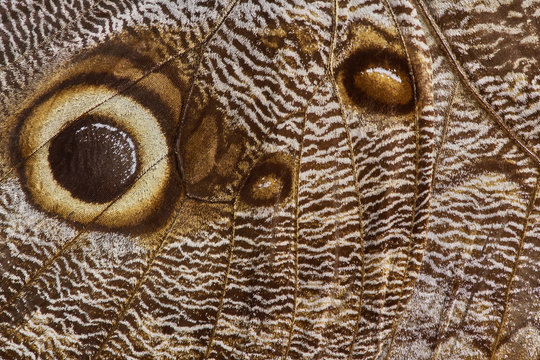 Giant owl Butterfly Wing