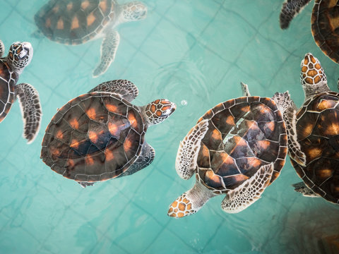 Beautiful sea turtles swimming in pool