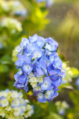 The violet blossom flowers of  hydrangea in spring