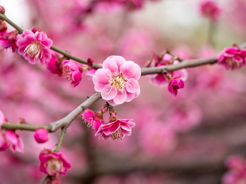 Flowers in spring series: plum blossoming in spring, it is the only remaining last winter flower, is the earliest blooming flower in spring. It shows struggle and pride.