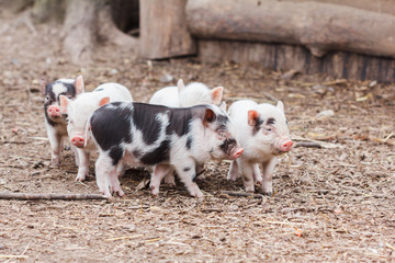 Cute little piglets