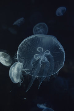 Jellyfish