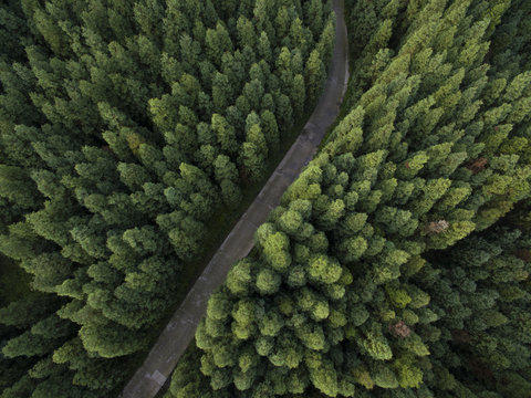 Fototapeta Aerial view of small road in the pine forest