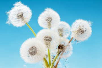 Fototapeta na wymiar Group of dandelion on blue sky closeup, summaer or spring