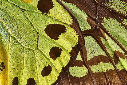 Exotic Butterfly Specimen