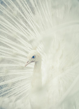 Albino Peacock