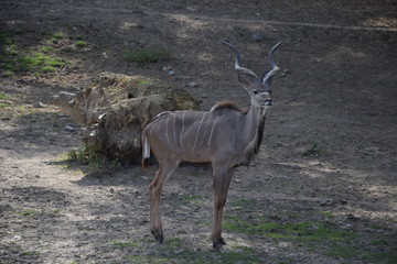 Antilope