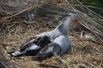 Serpentaire - Rapace huppé à la tête orange © hellixir