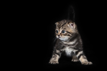 Kitten of the Scottish Frog breed on black background