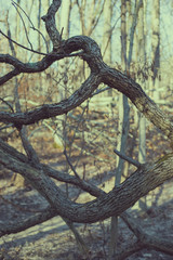 crooked branches hiding from the sun in spring