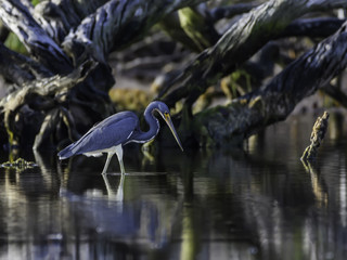 Tricolored Heron Foraging in Mangroves