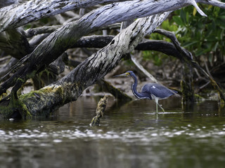 Tricolored Heron Foraging in Mangroves