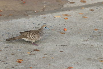 Close up small dove on the ground