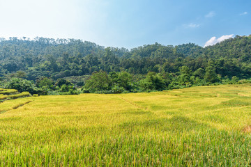 Rice fields on terraced of Chiang Mai, Thailand.