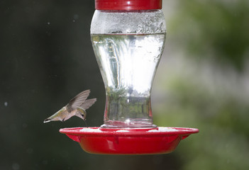 Anna's Hummingbird at Feeder